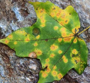 plant disease