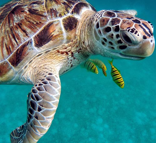 turtle turtle